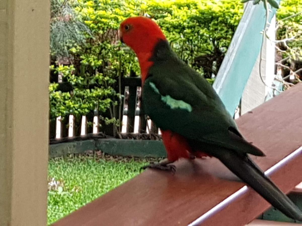 Buderim Forest Hideaway Esterno foto